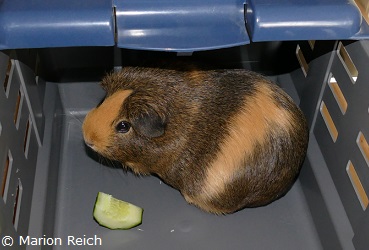 Meerschweinchen Chelsea in sauberer Transportbox