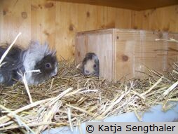 Schutzhütte mit Meerschweinchen