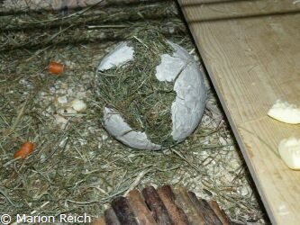 Heuballon nach 24 Stunden