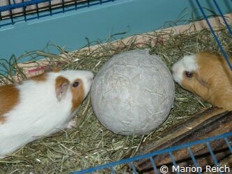 Meerschweinchen Freja und Scotty beim Nagen an Heuballon