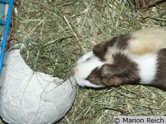 Meerschweinchen Lea beim Nagen an Heuballon