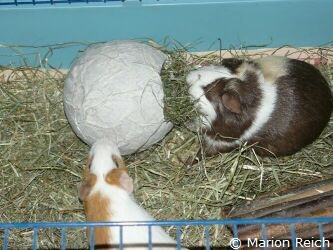 Meerschweinchen Lea und Freja beim Nagen an Heuballon