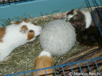 Meerschweinchen Lea, Nui, Freja und Scotty beim Nagen an Heuballon