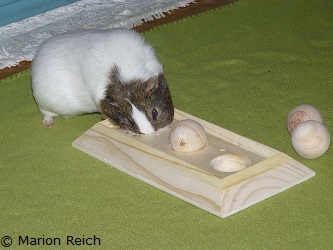 Meerschweinchen Cassy mit dem Kugelspiel