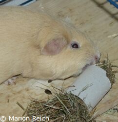 Meerschweinchen Dinih beim Spielen mit Papprolle