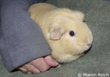 Meerschweinchen Dinih auf einer urindichten Decke