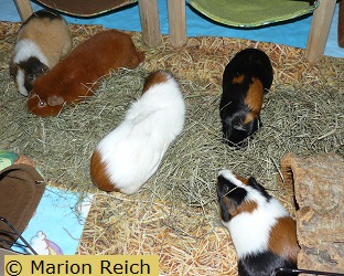 Meerschweinchen beim Heufressen auf Heupads