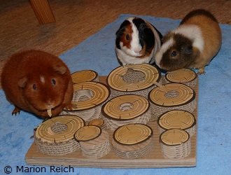 Meerschweinchen Billie, Odi und Tessy mit dem Kartonspiel