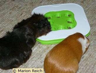 Meerschweinchen Nui und Ginger beim Spielen