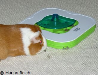 Meerschweinchen Ginger beim Spielen