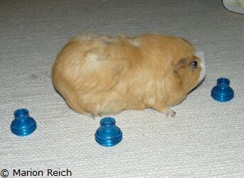 Meerschweinchen Scotty beim Hütchenspiel