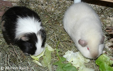 Meerschweinchen Quinny und Muffin beim Salatfressen