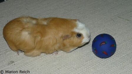 Meerschweinchen Scotty beim Spielen mit dem Futterball