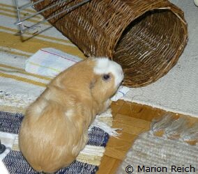 Meerschweinchen Scotty an einer Rolle aus Weidengeflecht